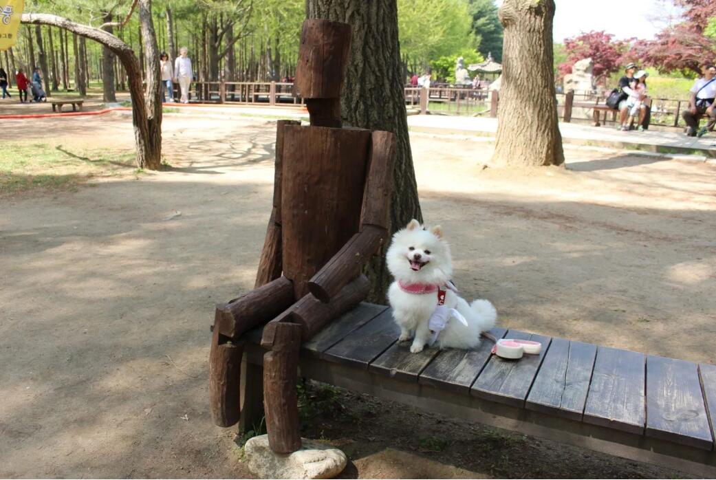 韩国观光胜地南怡岛春季美好风光带上爱宠一起体验