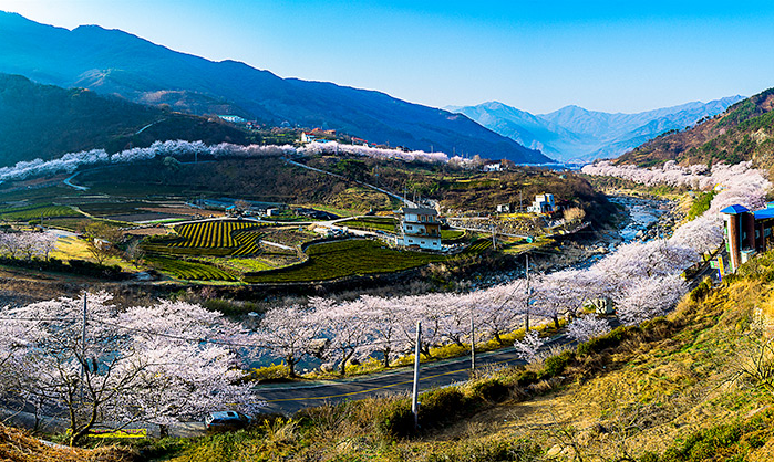 韩国春季旅游