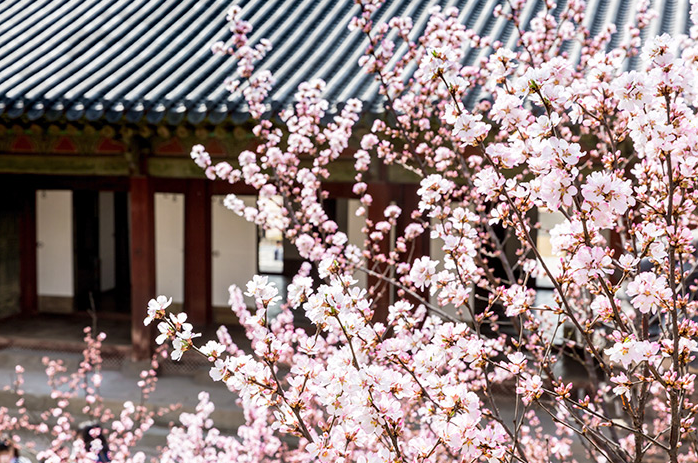 韩国春季旅游