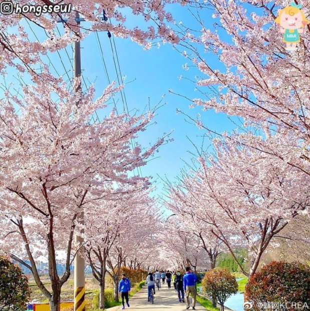 韩国春季美景