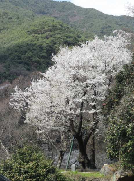 全罗南道赏花之旅