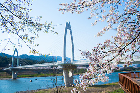 全罗南道赏花之旅