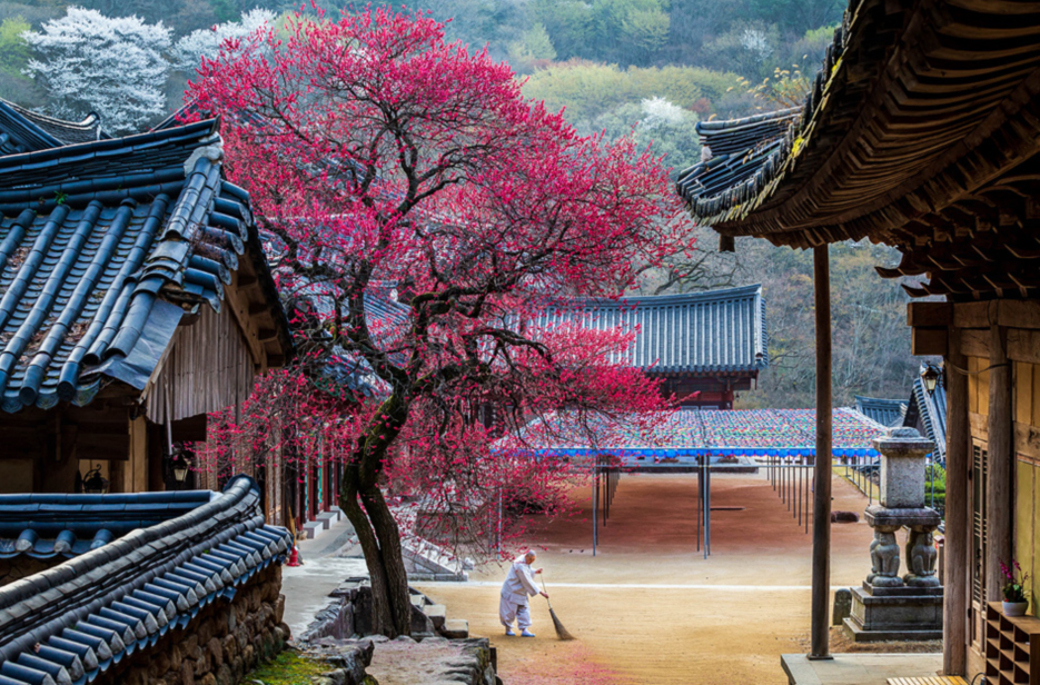 全罗南道赏花之旅