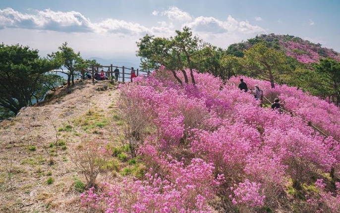 金达莱花庆典