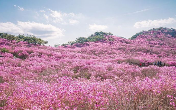 金达莱花庆典