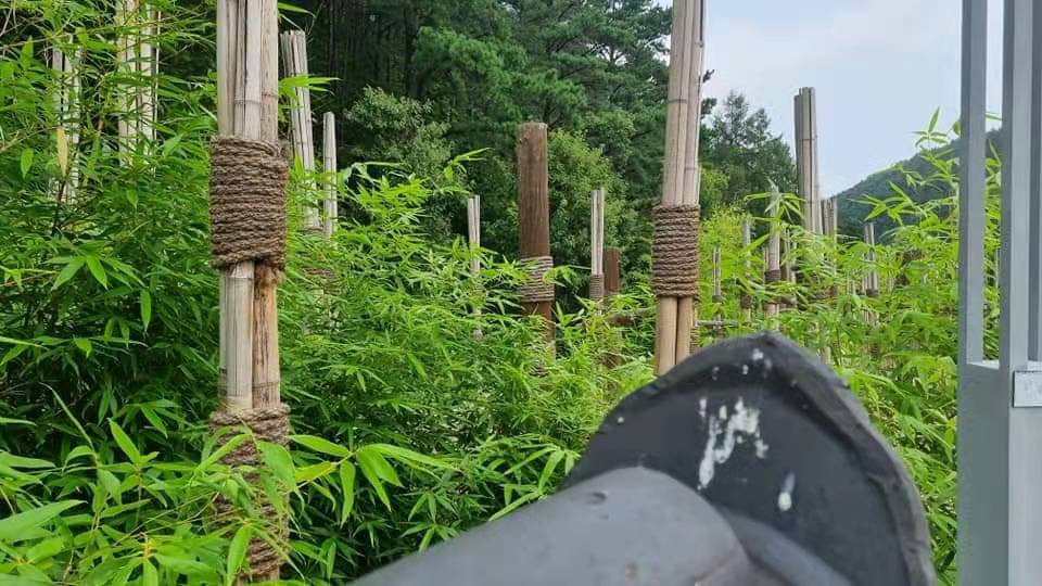 全罗北道茂朱跆拳道园竹林美景