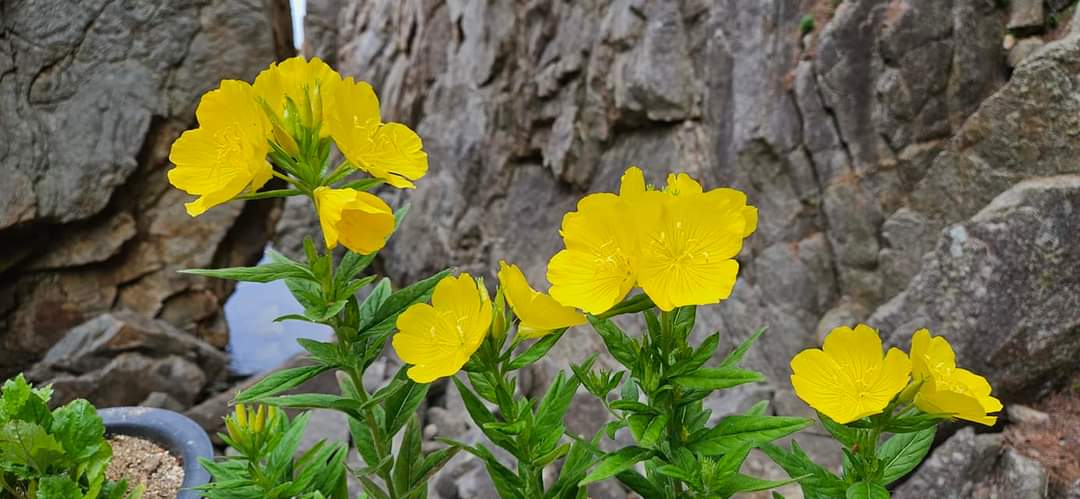 江原道襄阳郡河槽台